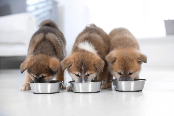 Adorabile Akita Inu Cuccioli Mangiare Ciotole Alimentazione Chiuso — Foto Stock