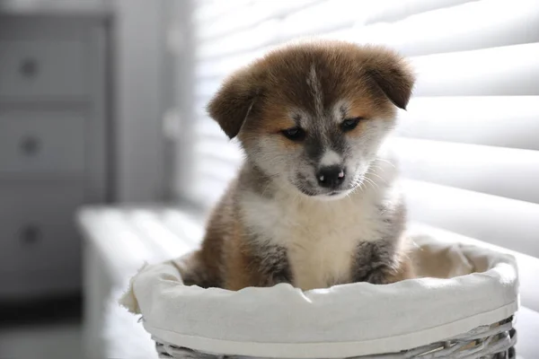 Aranyos Akita Inu Kiskutya Fonott Kosárban Ablak Közelében Beltérben — Stock Fotó