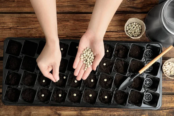 Woman Planting Soybeans Fertile Soil Wooden Table Closeup Vegetable Seeds — Stock Photo, Image