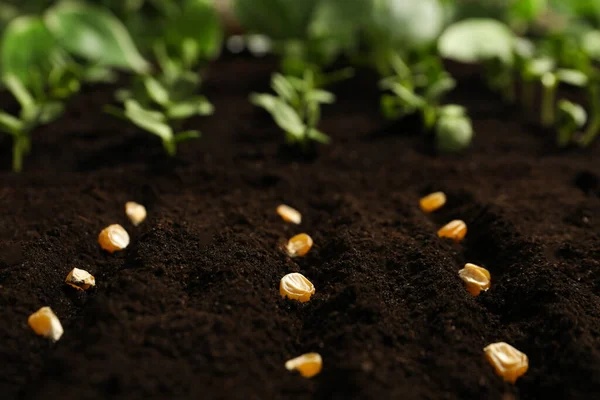 Corn Seeds Fertile Soil Vegetables Growing — Stock Photo, Image