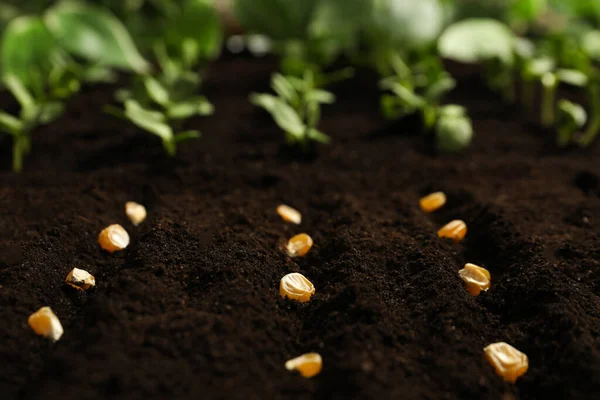 Semillas Maíz Suelo Fértil Cultivo Hortalizas —  Fotos de Stock