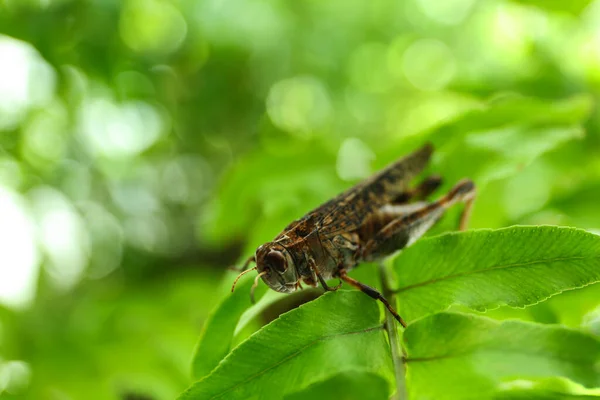 Sauterelle Brune Sur Branche Arbre Dans Jardin Espace Pour Texte — Photo