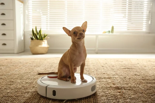 Aspiradora Robótica Moderna Perro Chihuahua Suelo Casa — Foto de Stock