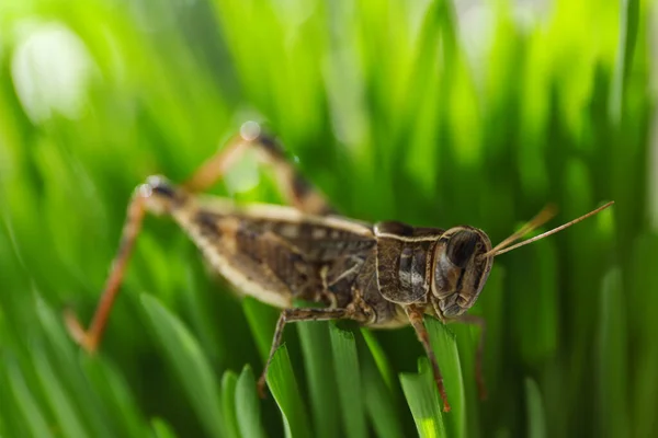 Sauterelle Commune Sur Herbe Verte Extérieur Insecte Sauvage — Photo