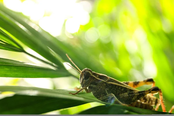 Sauterelle Commune Sur Feuille Verte Extérieur Insecte Sauvage — Photo