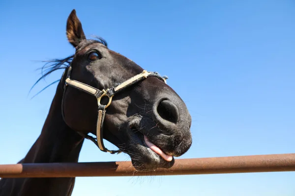 Cavalo Escuro Cerca Livre Dia Ensolarado Close Belo Animal Estimação — Fotografia de Stock