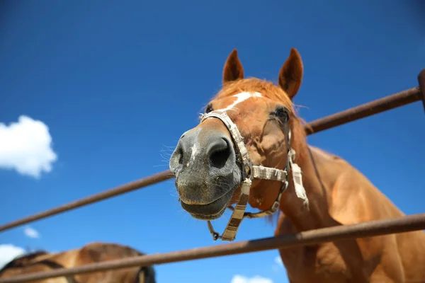 晴れた日には屋外のフェンスで栗の馬を閉じます 美しいペット — ストック写真