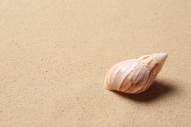 Kumsaldaki güzel deniz kabuğunun yakın görüntüsü, yazı için yer. Yaz tatili