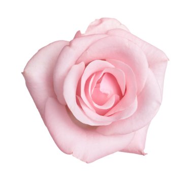 Çiçek açan pembe gül beyazda izole edilmiş. Güzel çiçek.