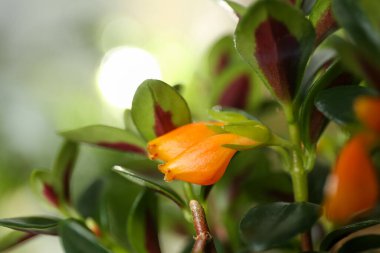 Bulanık arkaplanda güzel Japon balığı bitkisi, yakın plan.
