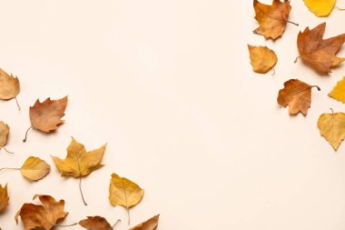 Işık arkaplan üzerinde sonbahar yaprakları ile düz kompozisyon, metin için boşluk