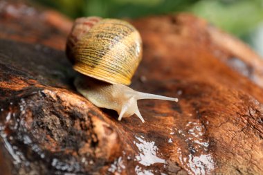 Ağaç kabuğunda sürünen yaygın bahçe salyangozu, yakın plan.