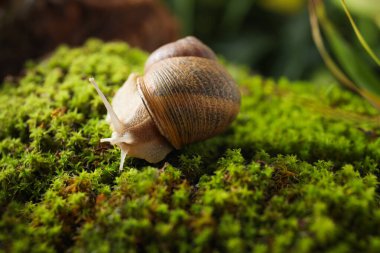 Yeşil yosun üzerinde sürünen yaygın bahçe salyangozu, yakın plan.