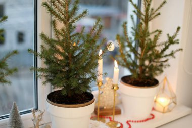 Küçük saksı köknar ağaçları ve pencere eşiğinde Noel süsü.
