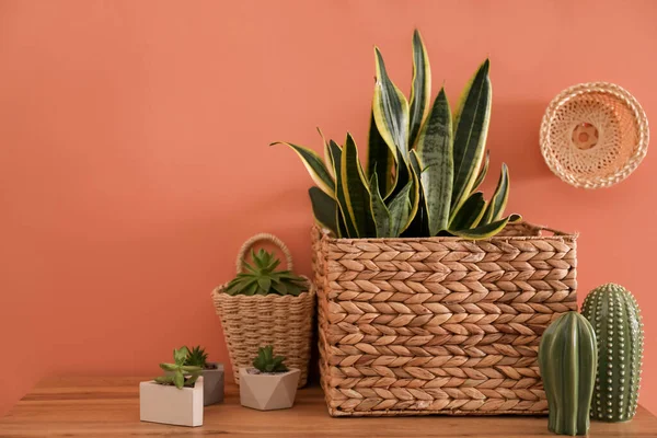 Houseplants Wicker Pot Table Brown Wall Desain Interior — Stok Foto