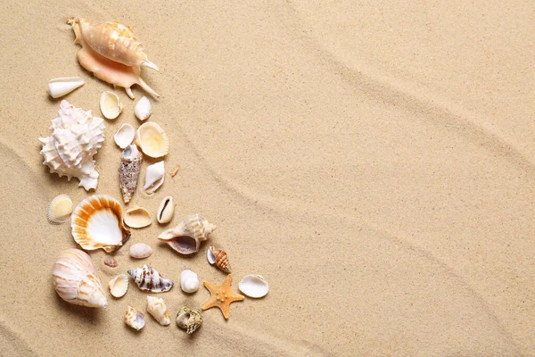 Beautiful Seashells Starfish Beach Sand Flat Lay Space Text Summer — Stock Photo, Image