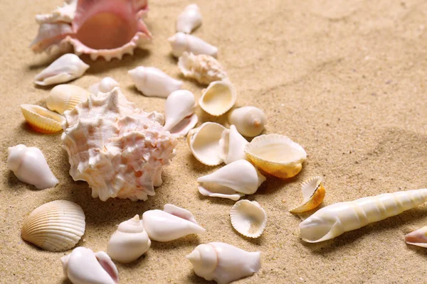 Schöne Muscheln Auf Sand Strand Nahaufnahme Sommerferien — Stockfoto