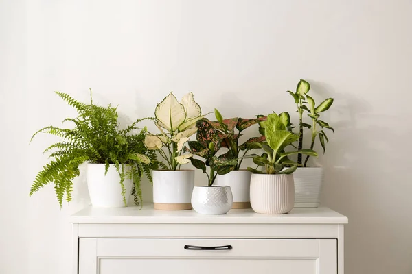 Plantes Intérieur Exotiques Avec Belles Feuilles Sur Commode Maison — Photo