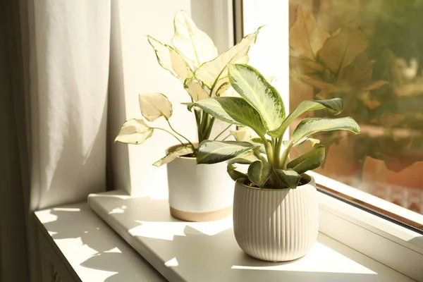 Exotische Zimmerpflanzen Mit Schönen Blättern Auf Der Fensterbank Hause — Stockfoto