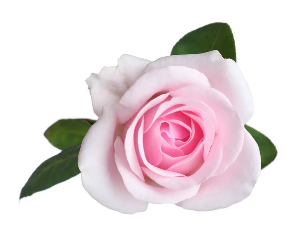 Ανθισμένο Ροζ Τριαντάφυλλο Απομονωμένο Στο Λευκό Όμορφο Λουλούδι — Φωτογραφία Αρχείου