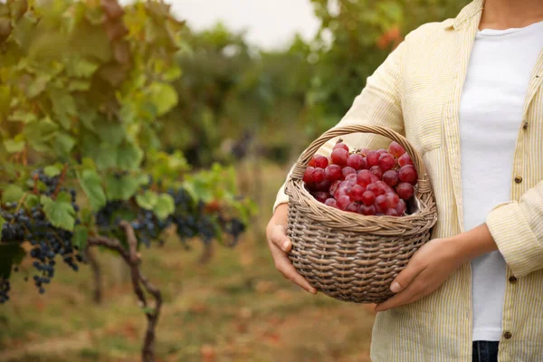 Frau Mit Korb Voller Trauben Weinberg Nahaufnahme — Stockfoto