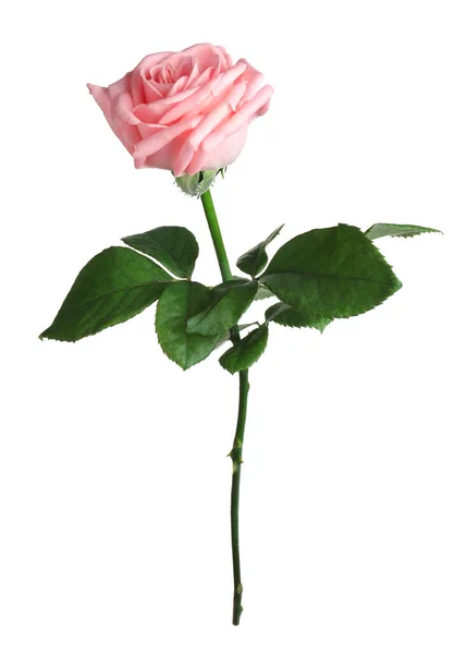 Blommande Rosa Ros Isolerad Vitt Vacker Blomma — Stockfoto