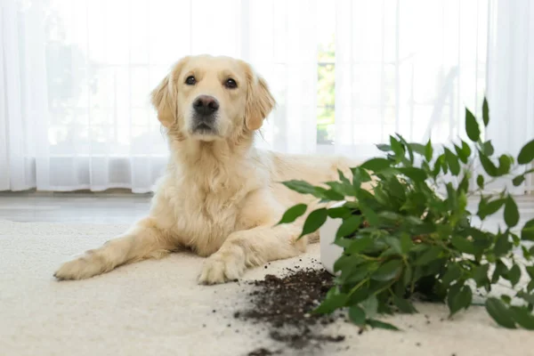 在家里的轻型地毯上 一只可爱的金毛猎犬靠近被推翻的家庭植物 — 图库照片