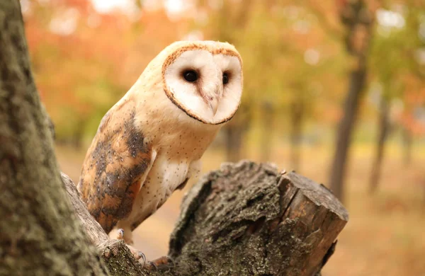 Schöne Schleiereule Auf Baum Freien — Stockfoto