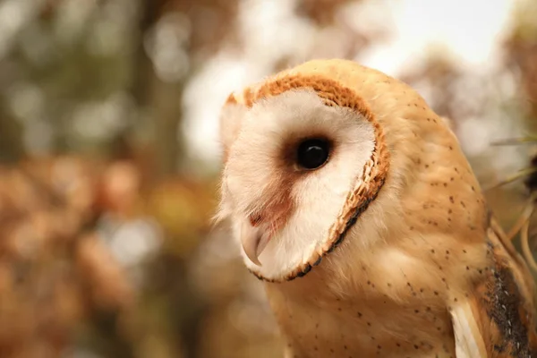 美しい一般的な納屋のフクロウ屋外 獲物の鳥 — ストック写真