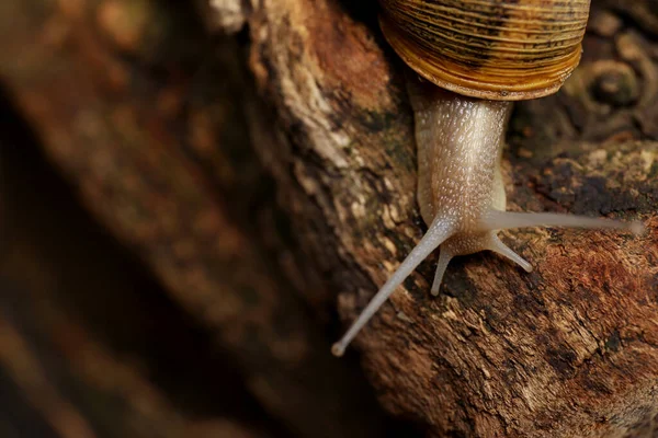 Common Garden Snail Crawling Tree Bark Closeup — Stock Photo, Image