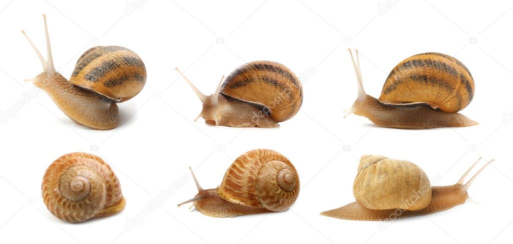 Collection of common garden snails on white background. Banner design 