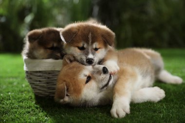 Yeşil çimlerin üzerinde şirin Akita Inu yavruları