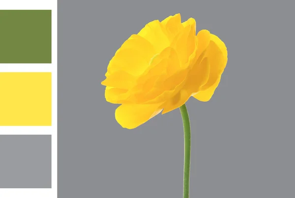 Farbe Des Jahres 2021 Schöne Gelbe Hahnenfuß Blume Auf Grauem — Stockfoto