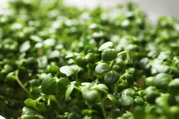 Sprouted Arugula Zaden Als Achtergrond Close Zicht — Stockfoto