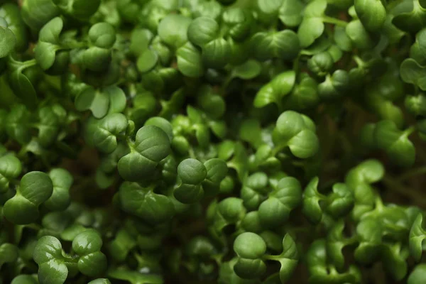 Sprouted Arugula Zaden Als Achtergrond Close Zicht — Stockfoto