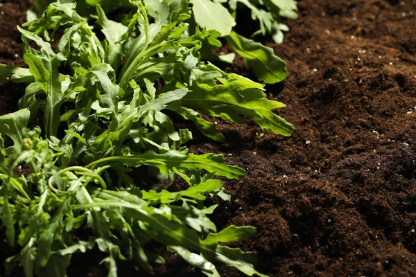 Brotes Jóvenes Planta Rúcula Suelo Primer Plano — Foto de Stock