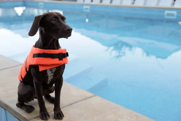 Pes Zachránce Záchranné Vestě Blízkosti Bazénu Venku — Stock fotografie