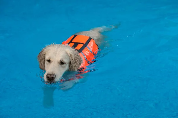 Rescatador Perros Con Chaleco Salvavidas Nadando Piscina Aire Libre — Foto de Stock