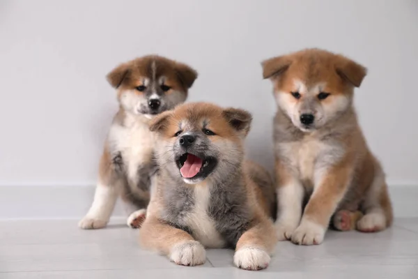 光の壁の近くの床に愛らしい秋田犬の子犬 — ストック写真