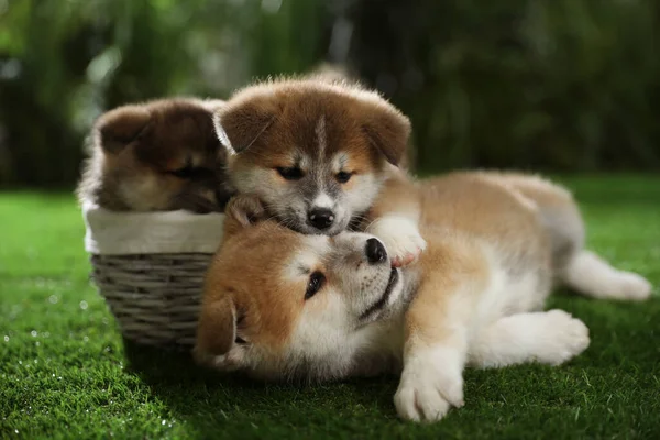 Cute Szczenięta Akita Inu Zielonej Trawie Zewnątrz — Zdjęcie stockowe