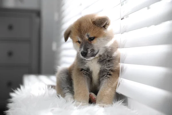 Leuke Akita Inu Puppy Pluizig Tapijt Bij Raam Binnen — Stockfoto