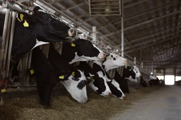 Гарненькі Корови Їдять Сіно Фермі Тваринництво — стокове фото