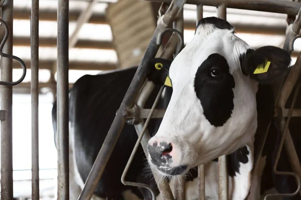 Hübsche Kuh Der Nähe Von Zaun Auf Bauernhof Nahaufnahme Tierhaltung — Stockfoto