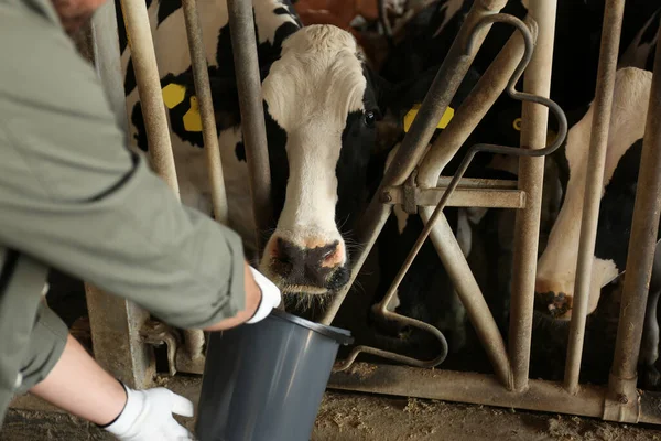 Trabalhador Alimentando Vaca Fazenda Close Criação Animais — Fotografia de Stock