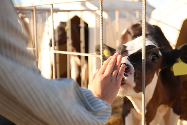 Jovem Mulher Acariciando Bezerro Fazenda Close Criação Animais — Fotografia de Stock