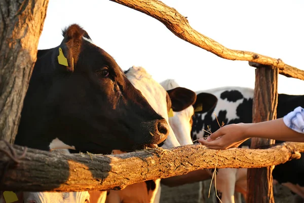 Mujer Joven Alimentando Vacas Con Heno Granja Primer Plano Cría — Foto de Stock