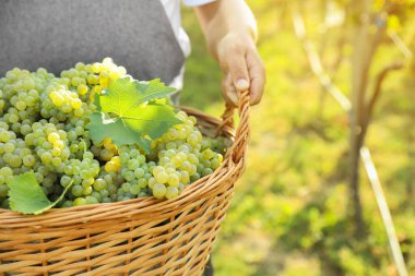 Üzüm bağında taze üzümlerle dolu sepet tutan adam, yakın plan.