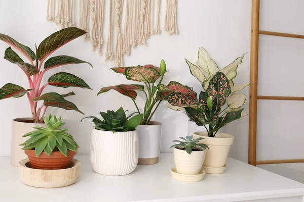 Exotic Houseplants Beautiful Leaves Chest Drawers Home — Stock Photo, Image