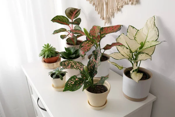 Plantas Casa Exóticas Com Belas Folhas Peito Das Gavetas Casa — Fotografia de Stock