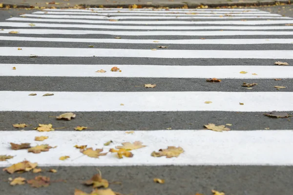 Pedestrian Crossing Empty City Street Autumn Closeup — Stock Photo, Image